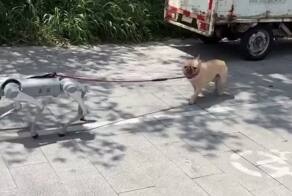 В Китае собака-робот выгуливает настоящего собакена