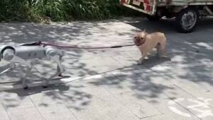 В Китае собака-робот выгуливает настоящего собакена