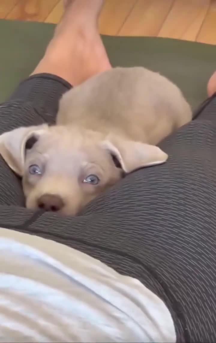 Мемное видео с пёсиком: как нейросеть обнаружила нечто невероятное Мемное видео с пёсиком: как нейросеть обнаружила нечто невероятное