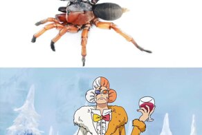 Учёные назвали нового паука в честь персонажа из One Piece
