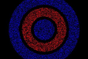 Главный спор в интернете сейчас — эта оптическая иллюзия, где одни видят спереди красный, а другие уверены, что впереди синий
