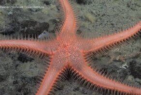 Во время исследовательских круизов в водах Антарктиды учёные обнаружили 30 новых видов морских существ