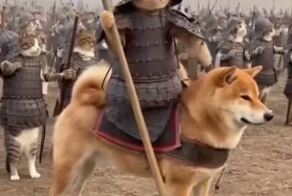 Исторические кадры: коты завоёвывают человечество