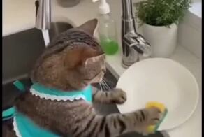 Нейросети забрали у нас святое — милые видео с котиками