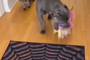 Прежде чем действовать, нужно проверить