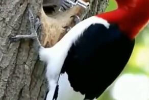  Случай в лесу