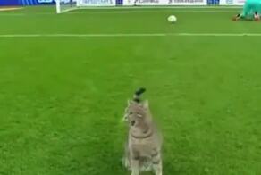 POV: когда вратарь поставил против себя