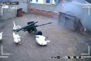 Гуси вышли на тропу войны