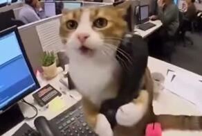 Рабочее настроение в пятницу примерно такое