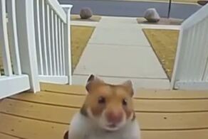 Твой друг ростом меньше 170 см когда пошёл в качалку, и теперь выделывается этим при каждой возможности