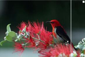 Революция в апскейле картинок — вышла нейронка Thera, которая спасает даже самые плохие фотки