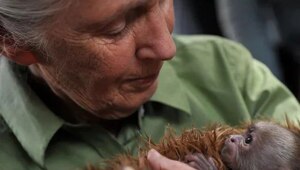 Прощание с Джейн Гудолл: Великая потеря для мира науки и животных