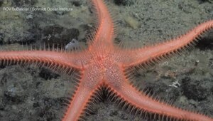 Во время исследовательских круизов в водах Антарктиды учёные обнаружили 30 новых видов морских существ