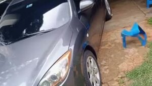 Видеодоказательство факта, что кот незаменим в хозяйстве