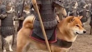 Исторические кадры: коты завоёвывают человечество