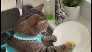 Нейросети забрали у нас святое — милые видео с котиками