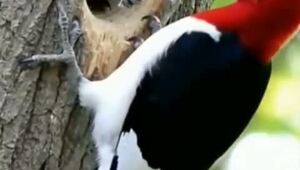  Случай в лесу