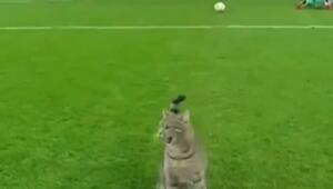 POV: когда вратарь поставил против себя