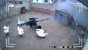 Гуси вышли на тропу войны