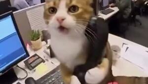 Рабочее настроение в пятницу примерно такое