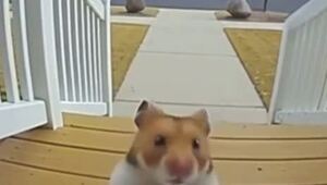 Твой друг ростом меньше 170 см когда пошёл в качалку, и теперь выделывается этим при каждой возможности