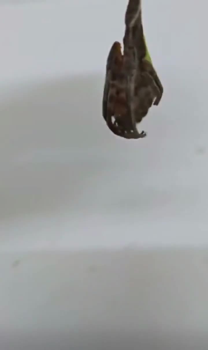 Красивый листик?