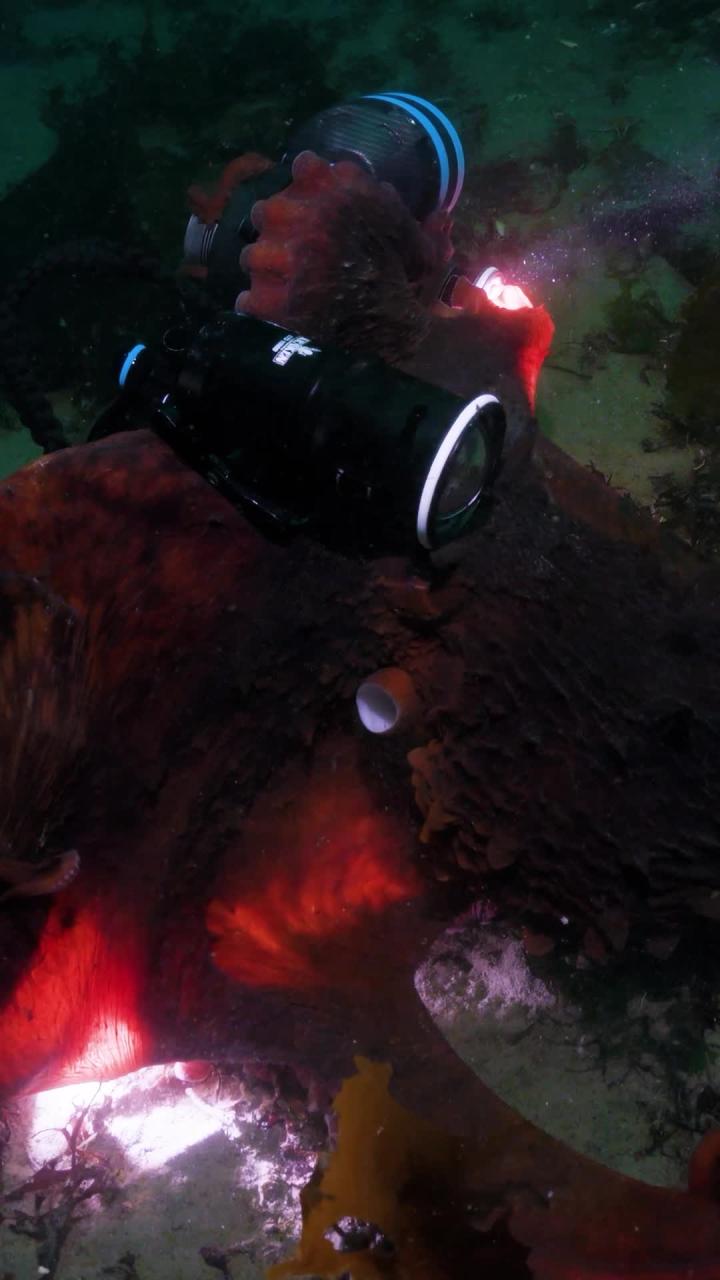 Осьминог украл фотик у дайвера и сделал селфи своих присосок