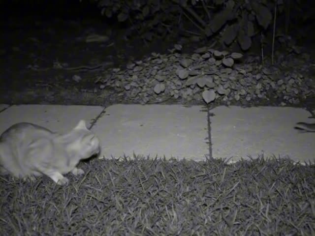 Самый заботливый котик