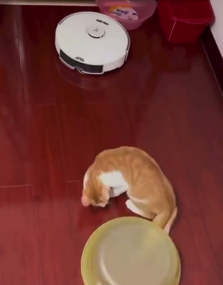 Кот, Покоривший Мир