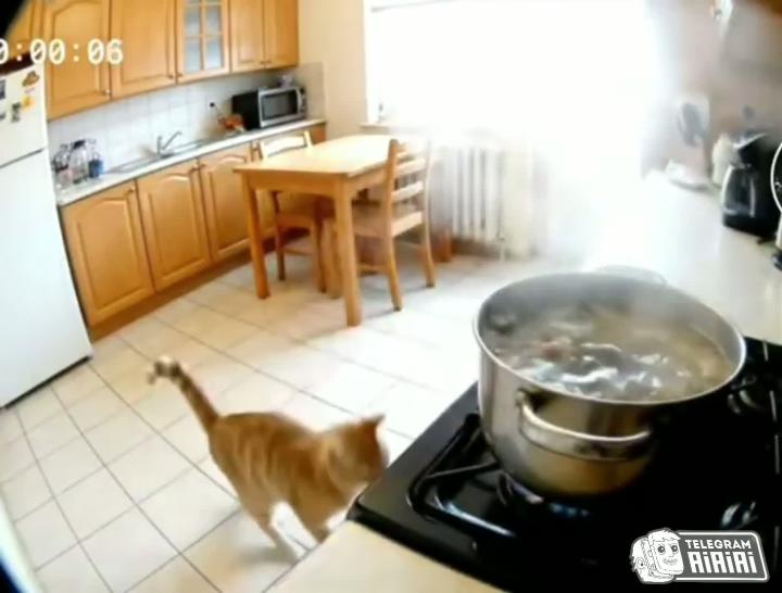 Обнаружен самый заботливый кот: Видео или создание?