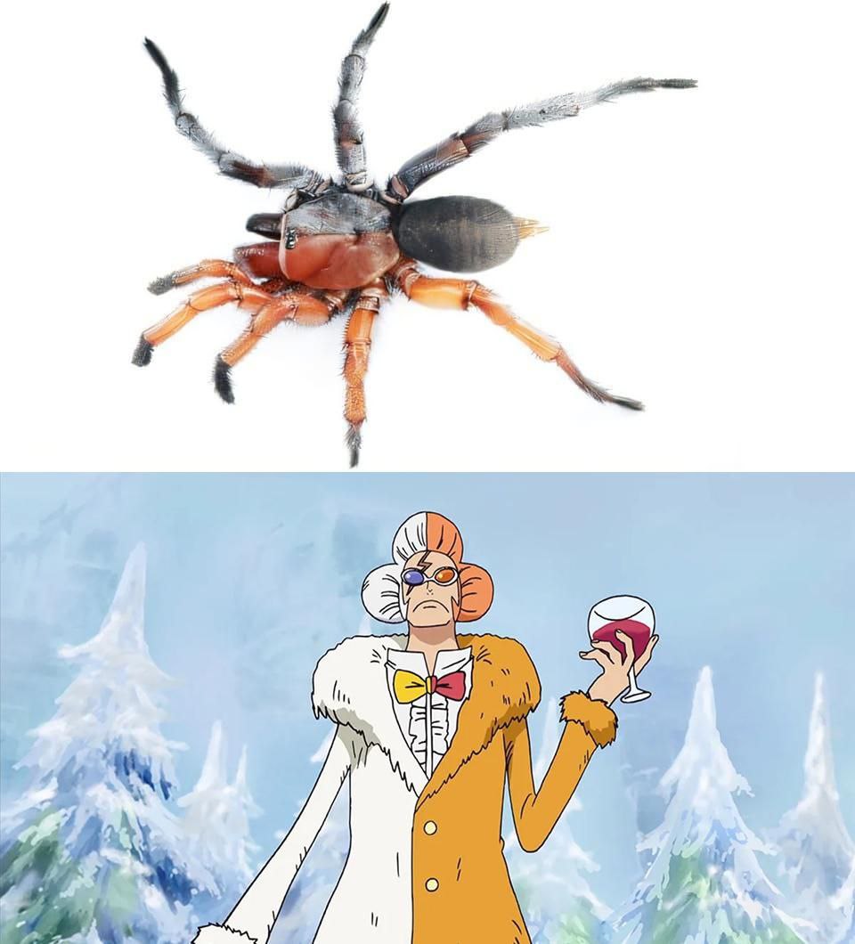 Учёные назвали нового паука в честь персонажа из One Piece