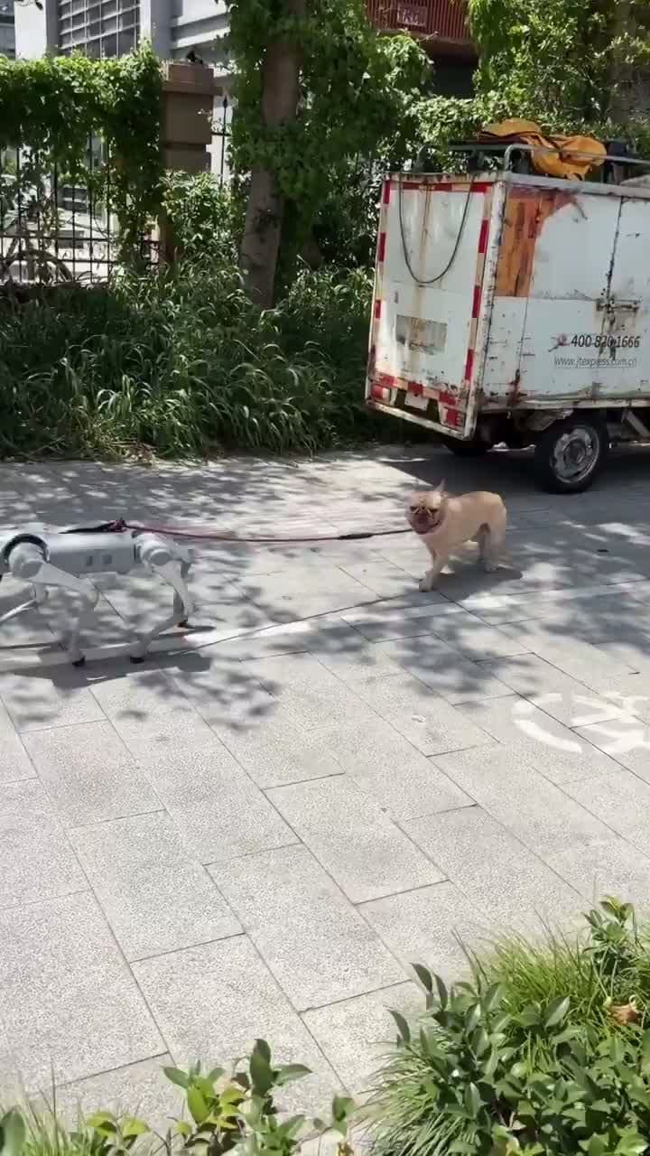 В Китае собака-робот выгуливает настоящего собакена