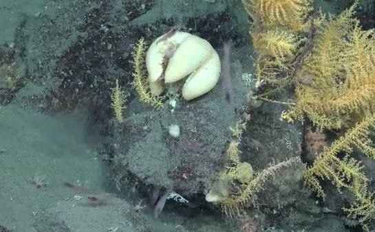 Во время исследовательских круизов в водах Антарктиды учёные обнаружили 30 новых видов морских существ