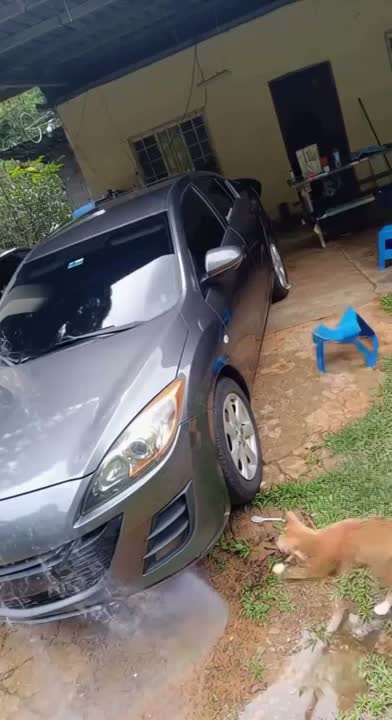 Видеодоказательство факта, что кот незаменим в хозяйстве