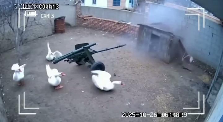 Гуси вышли на тропу войны